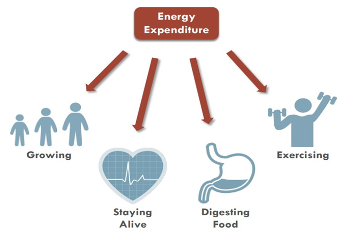 body uses energy