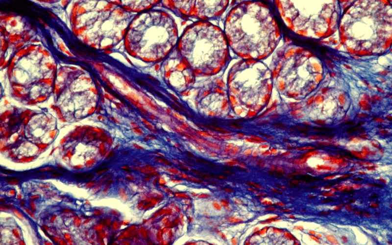 Fibrous-structures-with-an-ordered-parallel-orientation-of-collagen-and-elastic-fibers-Lamina-propria-of-the-gastric-mucosa.